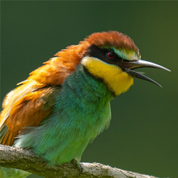 image 38